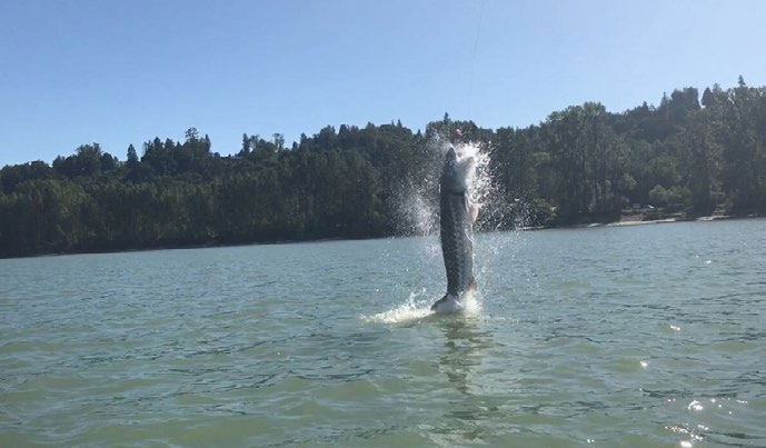Ten trzymetrowy jesiotr zrobił niezłe show, a potem splunął hakiem! (fot. silversidesfishing.co)